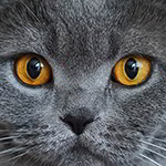 Juego de Memoria para adultos en línea: Ojos de gatos