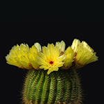 Juego de Memoria en Línea para adultos: Cactus