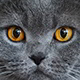 Juego de Memoria para adultos en línea: Ojos de gatos