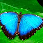 Juego de memoria visual para adultos y personas mayores con 30 cartas: Mariposas