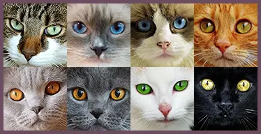 Juego de Memoria con imagenes de gatos