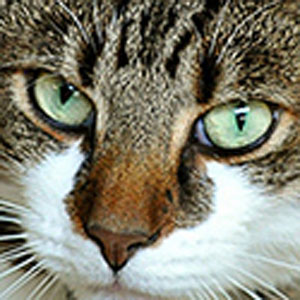 Memoria · Facil · Gatos