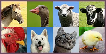Juego de memoria visual con animales de granja