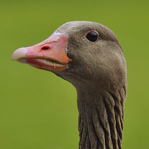 Memoria · Facil · Granja