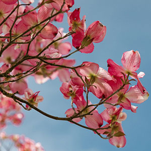 Memoria · Facil · Japón