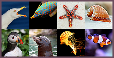 Juego de memoria visual con animales marinos