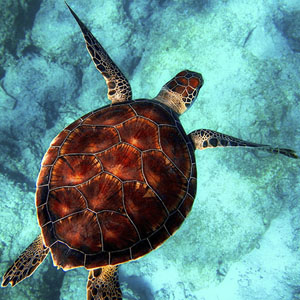 Memoria · Medio · Animales marinos