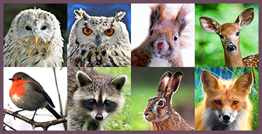 Juego de memoria visual con Animales del Bosque