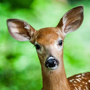 Memoria · Medio · Bosque