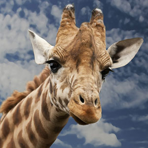 Memoria · Medio · Selva