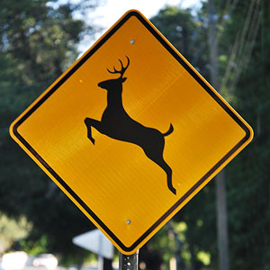 Memoria · Medio · Señales