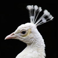 Memoria · Dificil · Aves