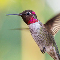 Memoria · Dificil · Colibríes