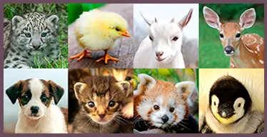 Juego de memoria visual con animalitos