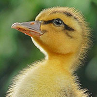 Memoria · Dificil · Crías