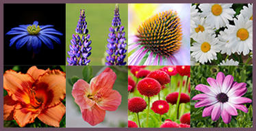 Juego de memoria visual con flores