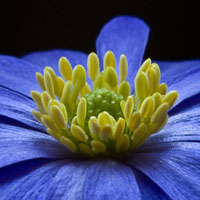 Memoria · Dificil · Flores