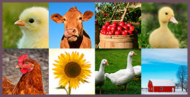 Juego de memoria visual con animales de granja
