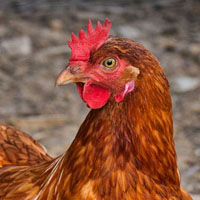 Memoria · Dificil · Granja