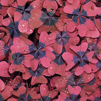 Memoria · Dificil · Hojas