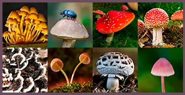 Juego de memoria visual sobre hongos