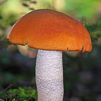 Memoria · Dificil · Hongos