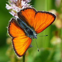 Memoria · Dificil · Mariposas