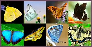 Juego de memoria visual con mariposas