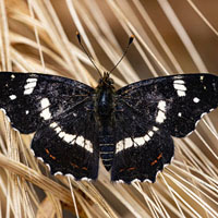 Memoria · Dificil · Mariposas