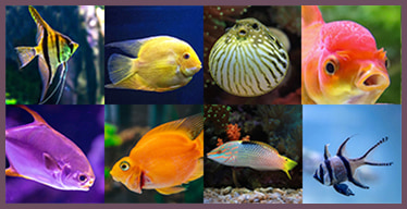 Juego de memoria visual con peces