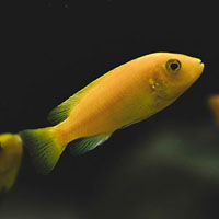 Memoria · Dificil · Peces