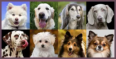Juego de memoria visual con perros