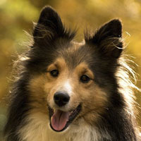 Memoria · Dificil · Perros